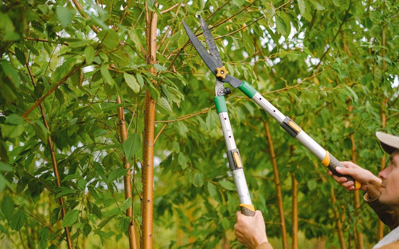 Tree trimming in Coatsville, MO